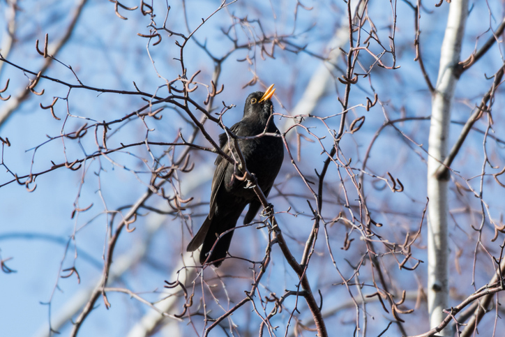 black bird singing in a tree in front of a blue sky